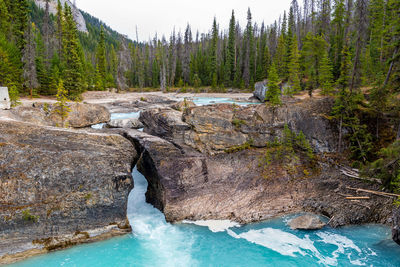 Scenic view of stream in forest against trees