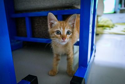 Close-up portrait of kitten by cat