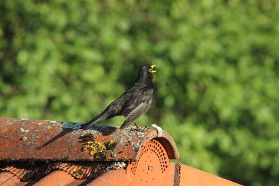 Singende amsel
