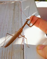 Close-up of hand holding lizard