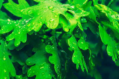 Close-up of wet leaves