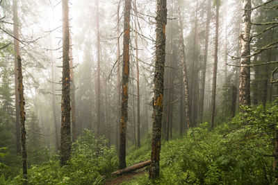 Pine trees in forest