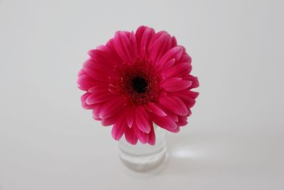 Close-up of flower over white background