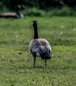 Bird perching on field