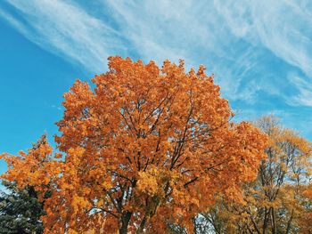 Low angle view of autumnal tree against sky