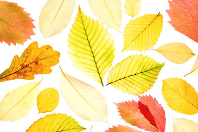 Close-up of autumn leaves
