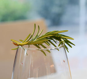 Close-up of plant on glass table