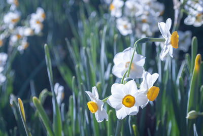 Close-up of white crocus flowers on field