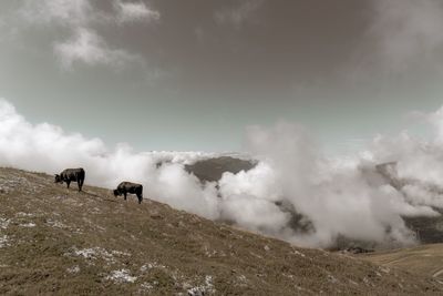 Cows grazing on landscape