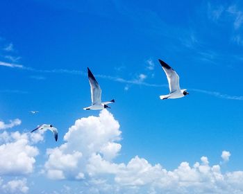 Low angle view of seagulls flying