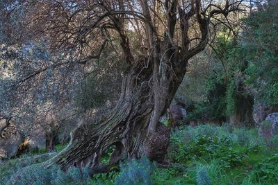 View of trees in forest