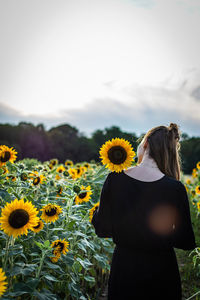 Low angle view of sunflower on field against sky