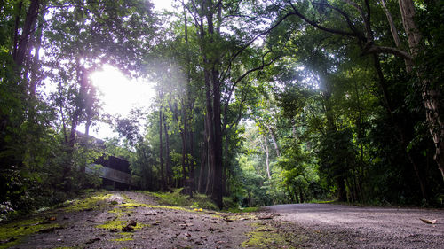 Trees in forest