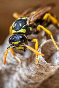 Female paper wasp building her nest