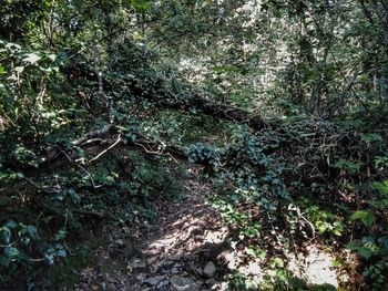 Scenic view of forest