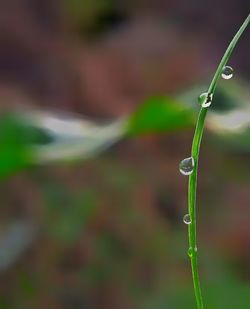 Close-up of wet plant