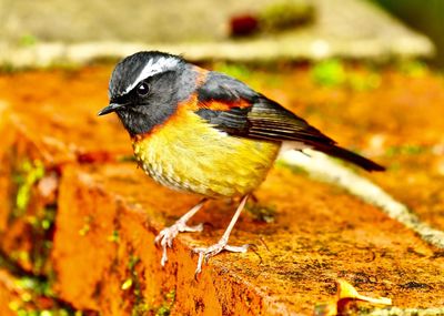 Close-up of bird perching on a field