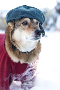 Close-up of dog looking away