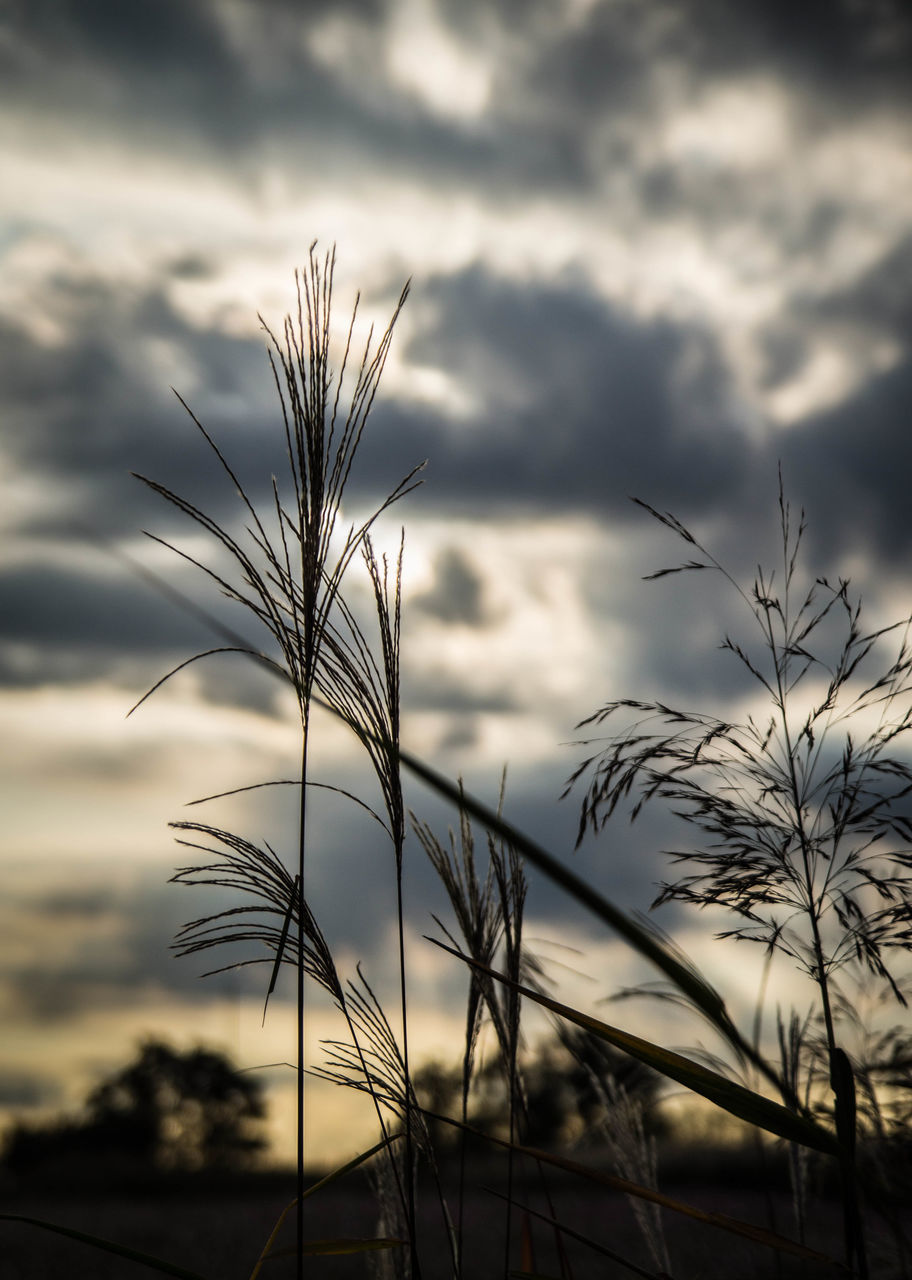 sky, cloud - sky, bare tree, silhouette, cloudy, tranquility, sunset, nature, branch, plant, cloud, growth, focus on foreground, tranquil scene, beauty in nature, dusk, scenics, field, outdoors, low angle view