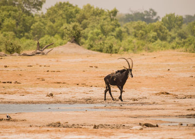 Honed animal standing on field