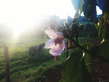 Close-up of flower growing on tree against sky