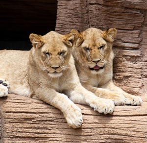 View of cats resting on wood