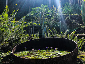 Scenic view of fresh green plants in lake