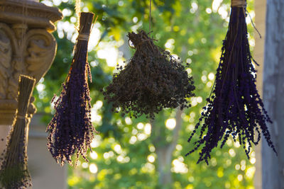 Low angle view of caterpillar hanging on tree