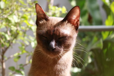 Close-up portrait of a cat