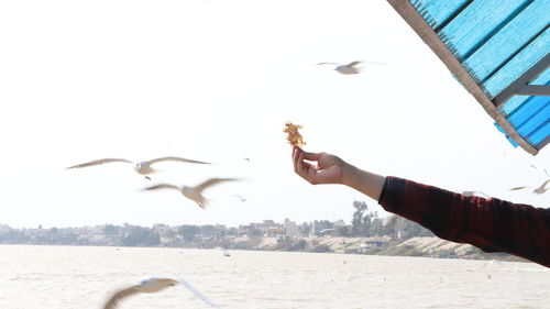 Low angle view of seagulls flying over sea