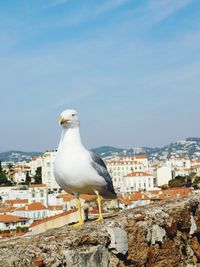 Seagull perching on rock