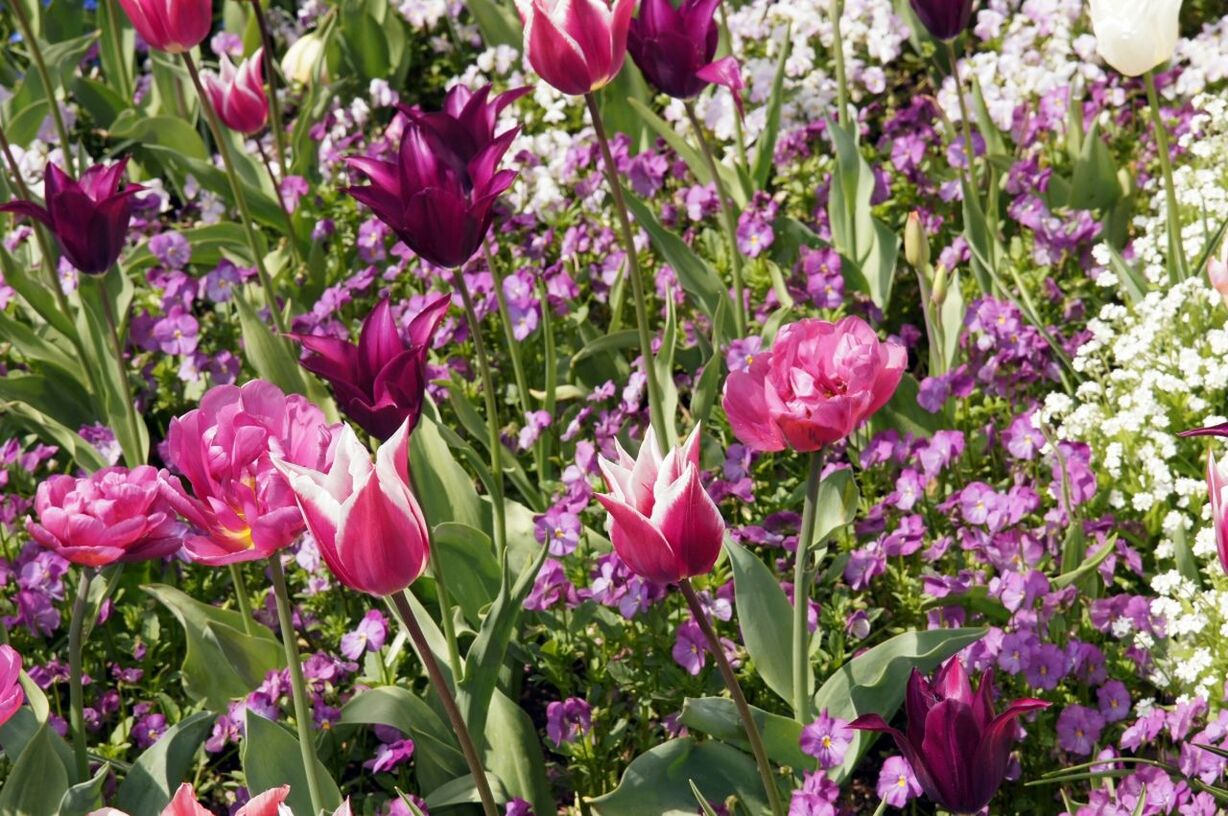 Blumeninsel Mainau