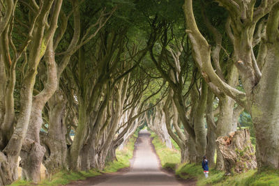 Road passing through trees