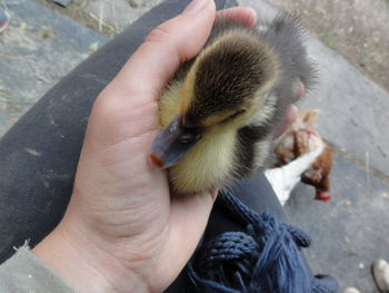 Cropped image of person holding hands