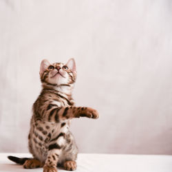 Cat sitting on wall