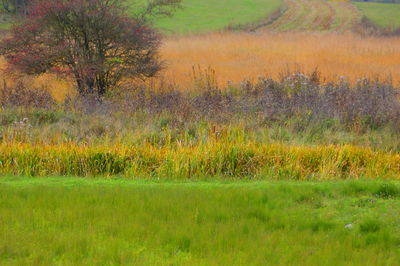 Scenic view of grassy field