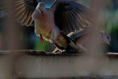 Close-up of birds flying