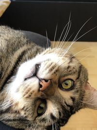 Close-up portrait of a cat