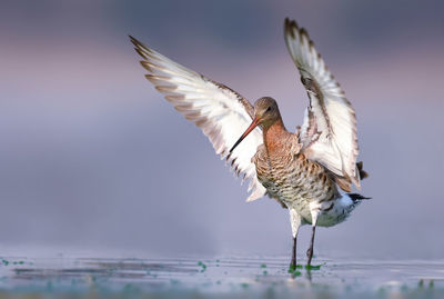 Side view of a bird flying