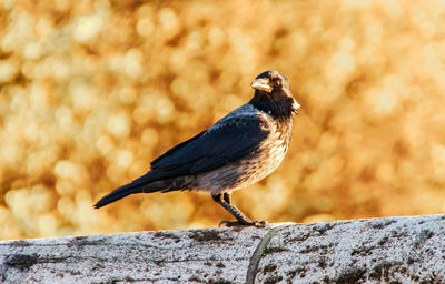 Close-up of bird perching on rock