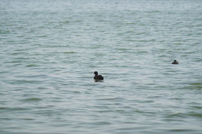 Ducks swimming in lake