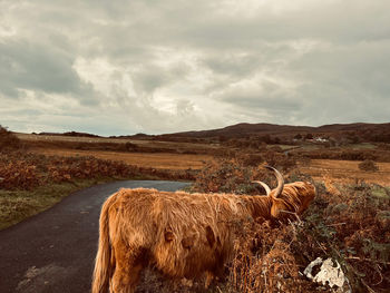 Highland cow