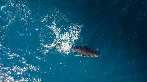 High angle whale shot