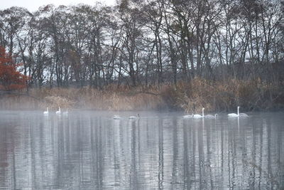 Scenic view of lake in forest