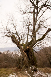 Bare tree on field against sky