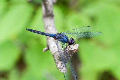 Close-up of dragonfly on plant