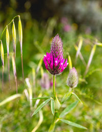 Close-up of pink flowering plant on field