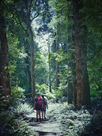 Rear view of people walking in the forest