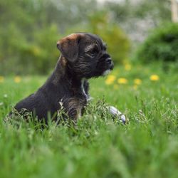 High angle view of puppy on field