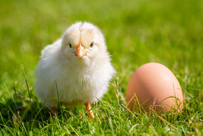 Close-up of a bird on grass